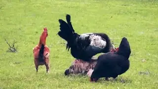 Watch chicken mating something interesting/animal world