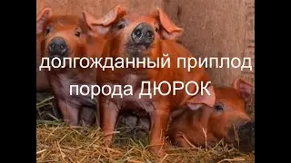 ДЮРКИ, долгожданное пополнение...