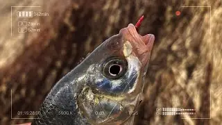 Очнитесь! Зима уже кончилась! Всем Мормо!