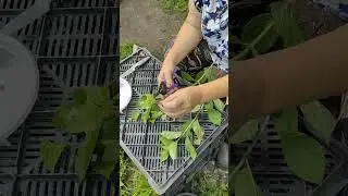 Метельчатые Гортензии. черенкование.
