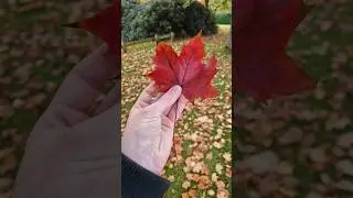 Autumn Is Here! 🍂🥰🍁