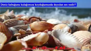 Deniz kabuğunu kulağımıza koyduğumuzda duyulan ses nedir ? - Cahillikler Köşesi