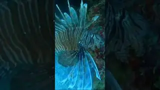 Why Lionfish Are Taking Over OCEANS and What We Can Do