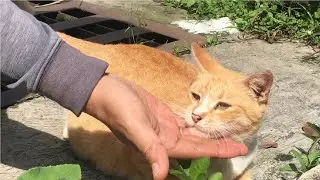 Feeding pregnant ginger cat and cuddling spoiled young ginger cat