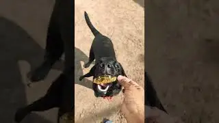 Simba eating Honey , dog eating honey