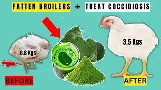MORE WEIGHT GAIN in BROILERS By Treating COCCIDIOSIS & PARASITES Using This ORGANIC SUPPLEMENT