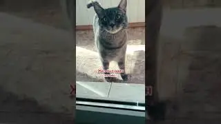 ЮМОР ПРОТИВ РАКА МОЗГА. СТРАШНЫЙ СОН МИХАЛЫЧА. СМЕШНЫЕ КОТИКИ 