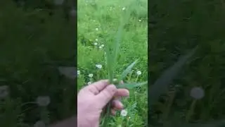 ДМТ трипп.