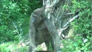 Bronx Zoo Part 1.wmv