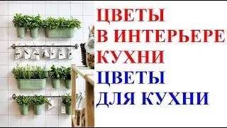 Цветы в интерьере кухни. Цветы для кухни