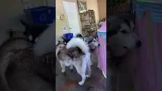Good Morning Alaskan Malamute Vibe