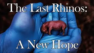 66-Day Fetus Of Northern White Rhino Marks A Moment Of Hope For A Species On The Brink