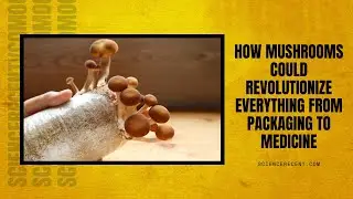 How Mushrooms Could Revolutionize Everything from Packaging to Medicine