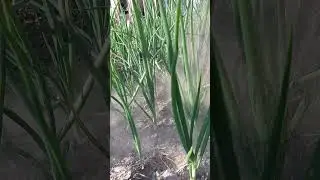 Ash - fertilizer for onions