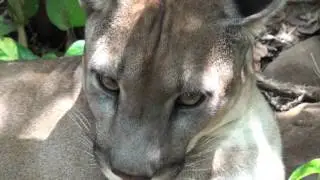 The Paca and the Puma