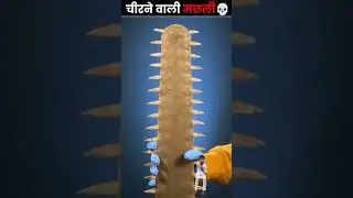 Tha saw fish unique killing method #amazingfacts #interestingfacts