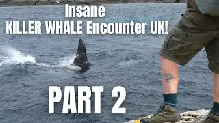 Insane KILLER WHALE Encounter UK! (Part 2)