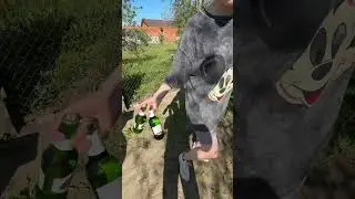 Лайфхак, как открыть бутылку пива 🤣. #лайфхаки #прикол
