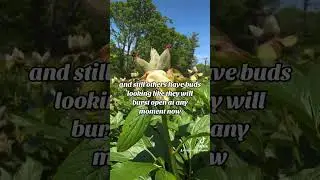 Bloomcast Update Episode 4 #travel #peonies