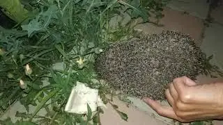 Ёжик в Анапе 2019