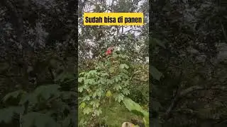 #shorts Panen rambutan
