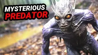 The Most Alarming Trail Cam Footage Yet Recorded