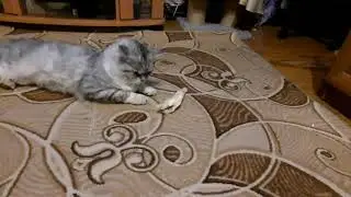 🐱 Кот и собака  делят кость