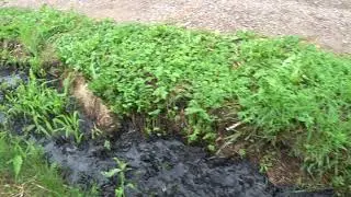 Дача. соседи сливали дерьмо на улицу и карма их настигла. соседи засранцы