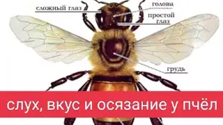 Пчелиные органы слуха, вкуса, осязания и способности во времени. В.Г. Кашковский