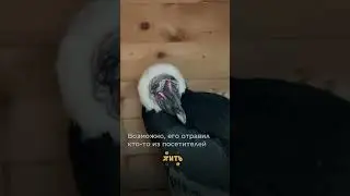 Кузя, живи! 🙏🏻