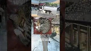 Зачем на Бали отрубают кошкам хвост 🤯