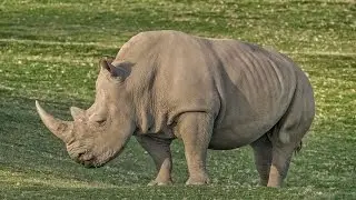 San Diego Zoo Kids - Rhino Crash Course