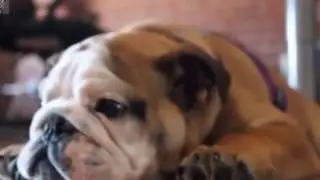 Funny Videos ►  Funny dogs    Funny dog vines 2016
