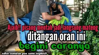 ajaib!!pisang mentah jadi langsung mateng ditangan orang ini,begini caranya.