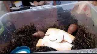 Убираю в улитках, ВСЕ мои улитки