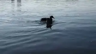 Пока 👋 Цапля Осень