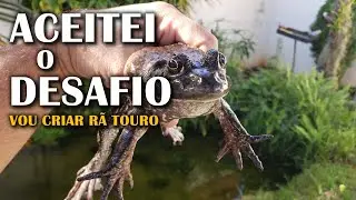 ACEITEI O DESAFIO DE CRIAR RÃ TOURO DEPOIS DE 6 ANOS Canal saalada
