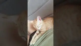 AMAZİNG CAT SERİES:1satisfying video ANİMALS VİDEO Kate Kuray  CUTE ANİMALS - CAT VLOG funny moments