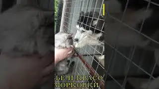 люблю кошек так сильно, что по мордашке лапой)))