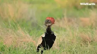 Red crown, dancing feathers.