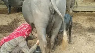 Live village_women Murray bhains milking_video