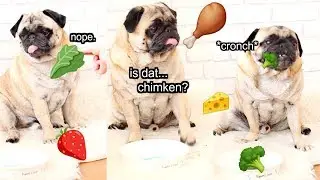 PUG REVIEWS DIFFERENT FOOD | Dog Taste Test