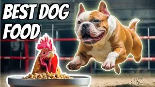 Cheapest Best Dog Food Ever!!!