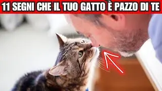 11 segnali che il tuo gatto è completamente pazzo di te