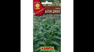 Выращивания табака 