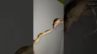 Snake Dinner Time #shorts #Snake #snakebite