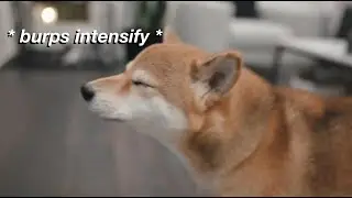 Master collection of dog burps | Bagel the Shiba