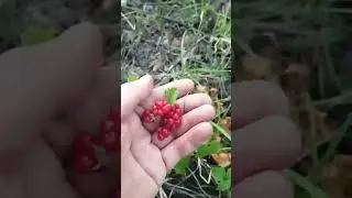 Костянка