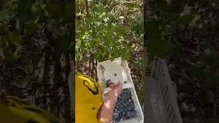 Blueberry picking 🫐💙#garden #gardening #backyardgardening #growyourownfood #homesteading #shorts