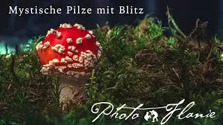 Fliegenpilze mystisch mit Blitzlicht fotografieren